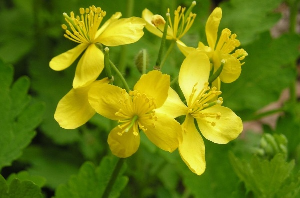 Желтые цветочки